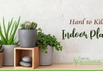 25 Hard to Kill Indoor Plants