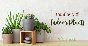 25 Hard to Kill Indoor Plants