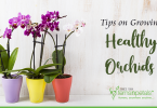 Tips on How to Grow Healthy Orchids