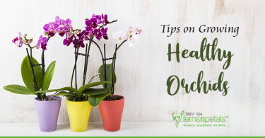 Tips on How to Grow Healthy Orchids
