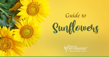 Everything you Need to Know about Sunflowers