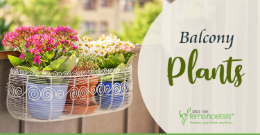 How to Revamp your Outdoors with the Best Balcony Plants