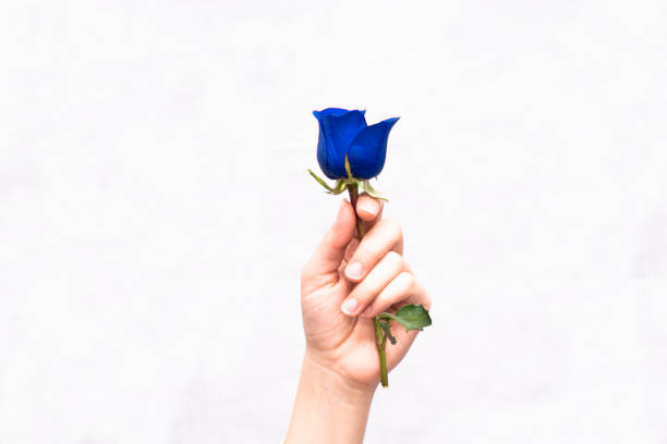 holding blue rose