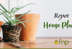 7 Useful Tips on How to Repot House Plants