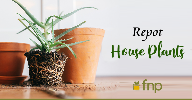 7 Useful Tips on How to Repot House Plants
