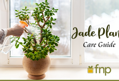 Here's 7 Tips on How to Care for Jade Plants