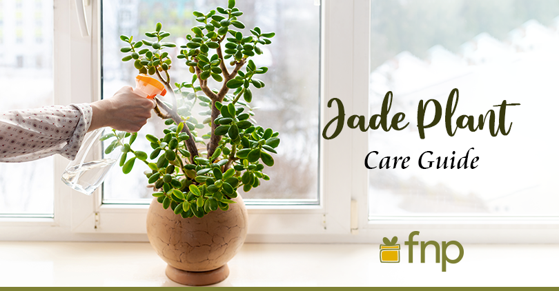 Here's 7 Tips on How to Care for Jade Plants
