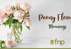 5 Types of Peonies & What they Signify