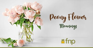 5 Types of Peonies & What they Signify