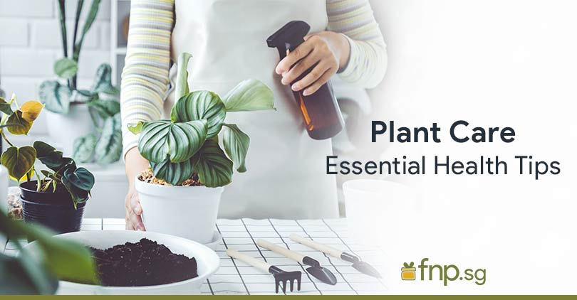 Plant care guide