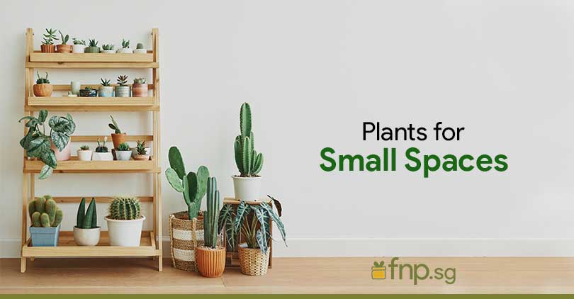 Plants for small spaces
