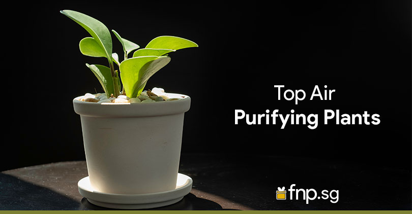Top-Air-Purifying-Indoor-Plants