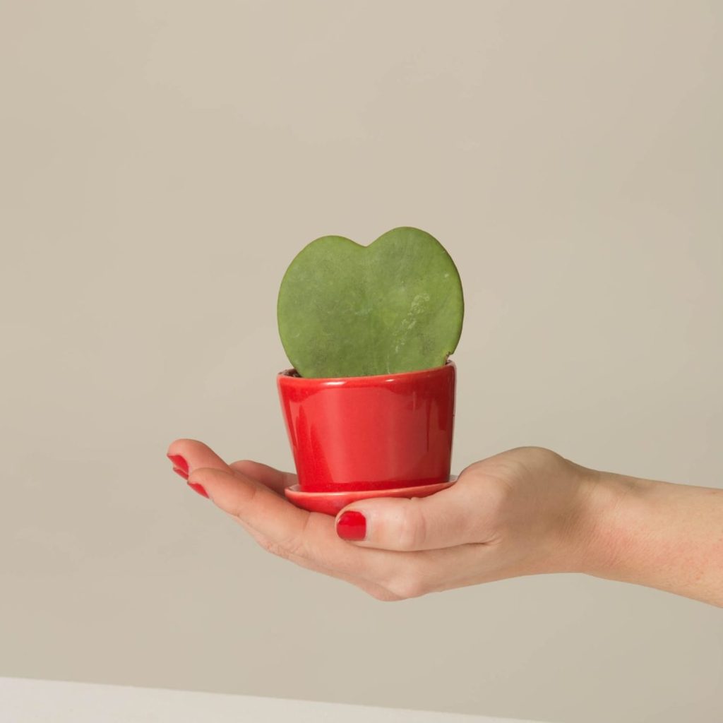 hoya heart cactus
