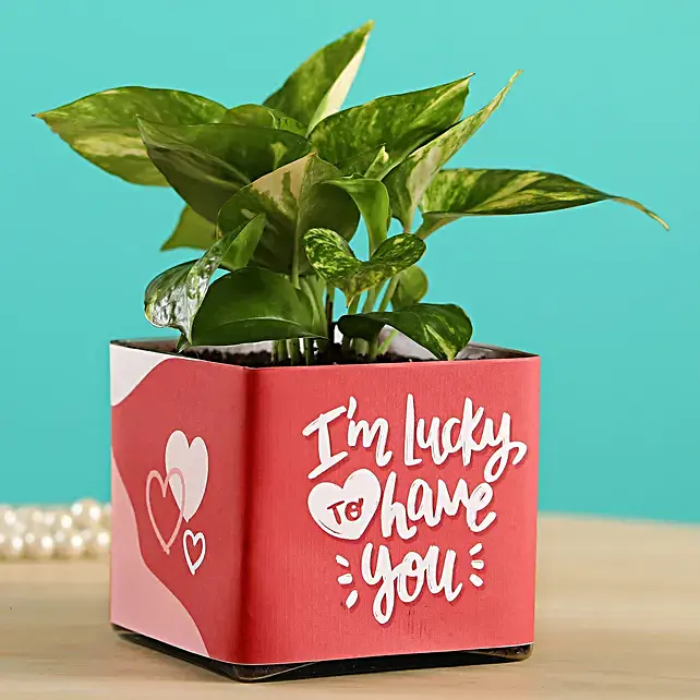 money-plant-in-lucky-to-have-you-glass-pot_1