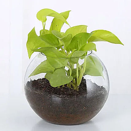 money-plant-round-vase