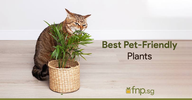 Greenery for Your Furry Friends: Pet-Safe Plants in Singapore - FNP ...