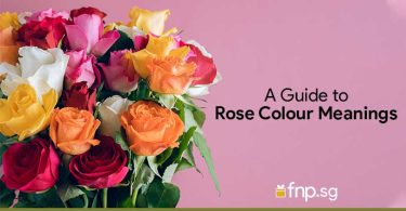 Rose-Colour-Meanings