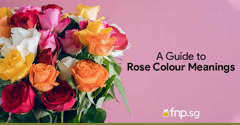 Rose-Colour-Meanings
