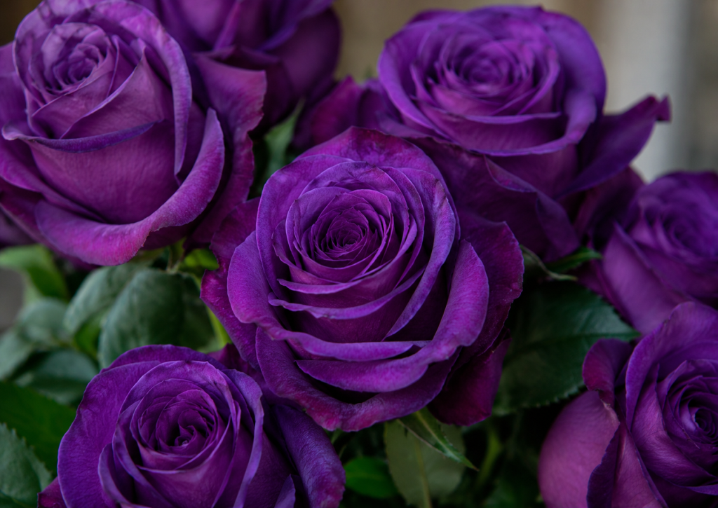 Meanings Behind Rose Colors for Your Ideal Bouquet - FNP SG