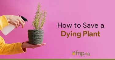 save a dying plant image