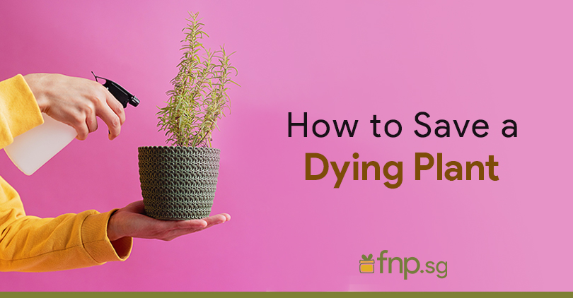 save a dying plant image