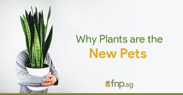 Plants-new pets