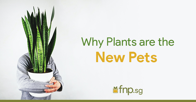 Plants-new pets