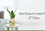 est Locations to Place Snake Plants at Home