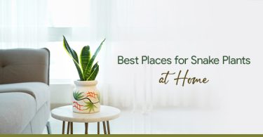est Locations to Place Snake Plants at Home