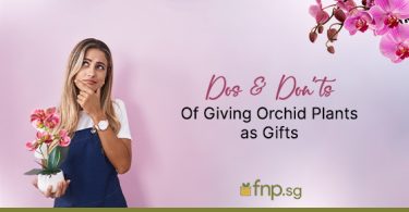 Dos and Don'ts When Giving or Receiving Orchid Plants as Gifts