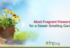 Most Fragrant flowers