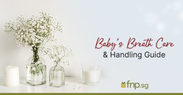 baby breaths flowers care guide
