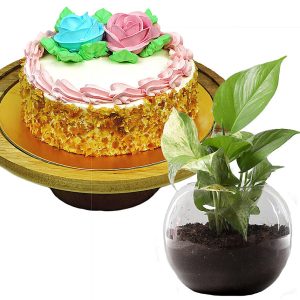cheese cake with money plant image