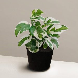 foliage epipremnum plant image