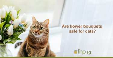 Are Flower Bouquets Safe for Cats?