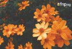 orange flowers for month banner