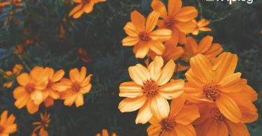 orange flowers for month banner