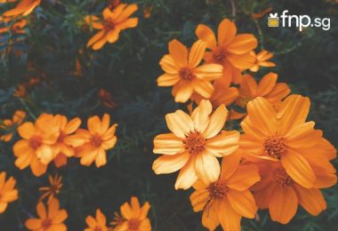 orange flowers for month banner
