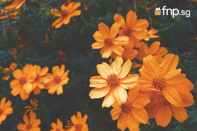 orange flowers for month banner