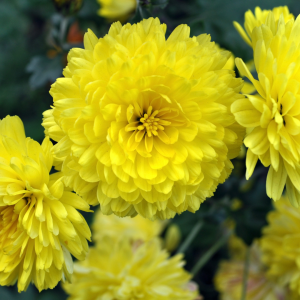 Cheerful Chrysanthemum flowers image