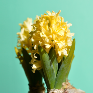 Hyacinth flower november month flower image