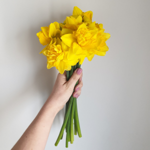 Daffodil flower november month flower image