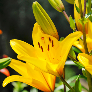 Yellow Asiatic Lilies image fnp sg