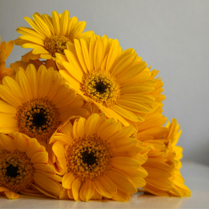 yellow gerbera november month blog