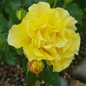 yellow carnations november month flower image