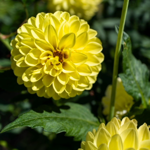 Dahlias flower november month flower image