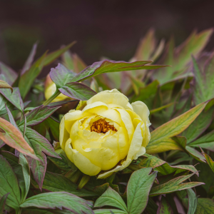 Peony flower november month flower image