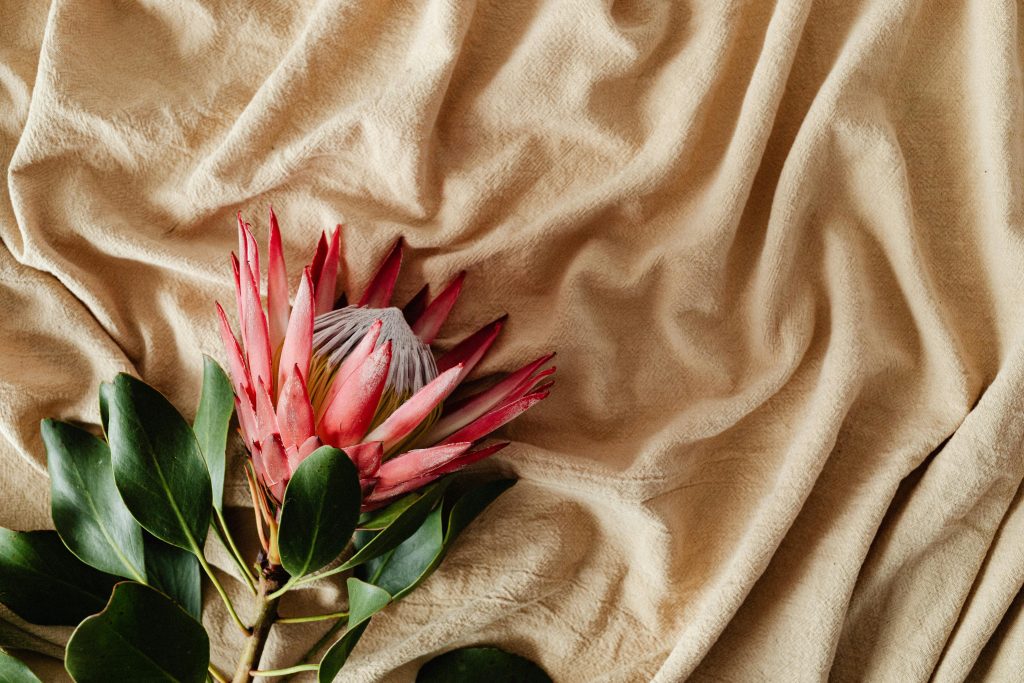 Protea flower image