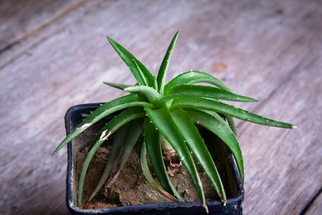 Aloe Vera plant image