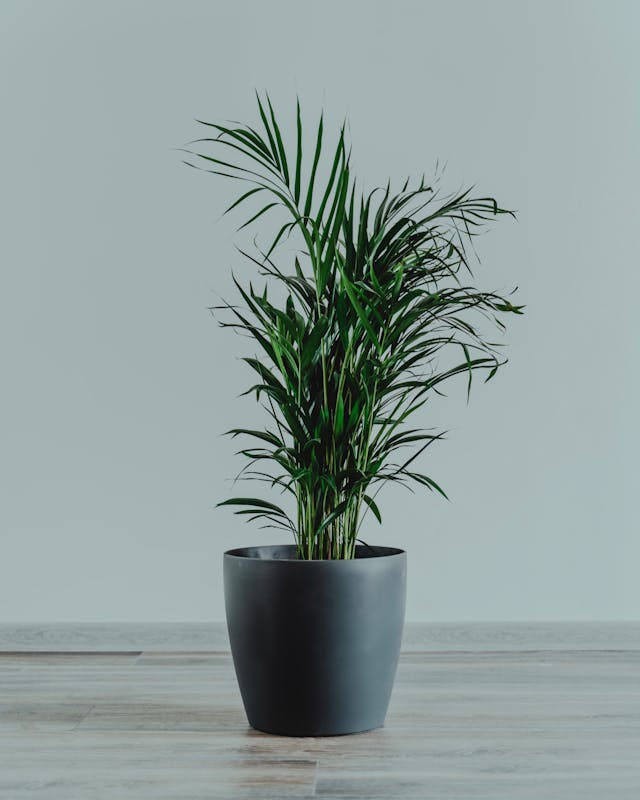 Areca Palm plant image